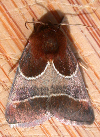 Chocolate Flower Moth